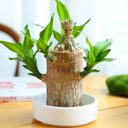 Avonique™ Brazilian Lucky Wood