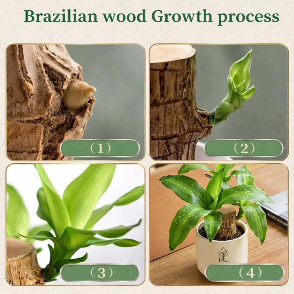 Avonique™ Brazilian Lucky Wood