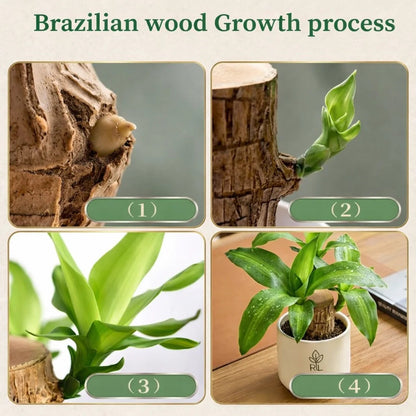 Avonique™ Brazilian Lucky Wood
